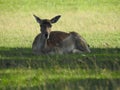 Fallow deer in fern