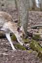 Fallow deer Royalty Free Stock Photo