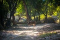 Fallow deer into the forest Royalty Free Stock Photo