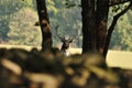 Fallow deer with forrest in background