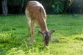 Fallow deer grazes in the corral Royalty Free Stock Photo