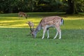 A fallow deer grazes on a green meadow Royalty Free Stock Photo