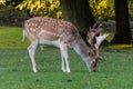 a fallow deer grazes on a green meadow Royalty Free Stock Photo