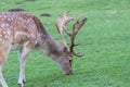 a fallow deer grazes on a green meadow Royalty Free Stock Photo