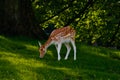 Fallow deer grazing in field Royalty Free Stock Photo