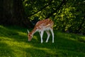 Fallow deer grazing in field