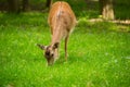 Fallow deer when grazing Royalty Free Stock Photo