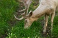 Fallow deer grazing Royalty Free Stock Photo