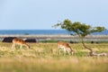 Fallow deer grazing Royalty Free Stock Photo