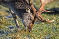 Fallow Deer Grazing. Royalty Free Stock Photo