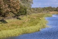 Fallow deer grazing on river bank Royalty Free Stock Photo