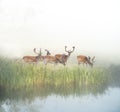 Fallow deer grazing by river in foggy sunny morning Royalty Free Stock Photo