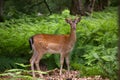 Fallow deer in green ferns Royalty Free Stock Photo