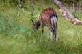 A fallow deer on green meadow Royalty Free Stock Photo