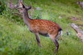 A fallow deer on green meadow Royalty Free Stock Photo