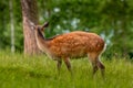 A fallow deer on green meadow Royalty Free Stock Photo