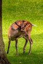 A fallow deer on green meadow Royalty Free Stock Photo