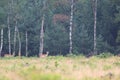 Fallow deer Royalty Free Stock Photo