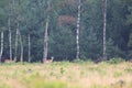 Fallow deer