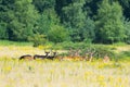 Fallow deer