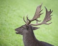 Fallow deer head Royalty Free Stock Photo