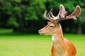 fallow deer head Royalty Free Stock Photo