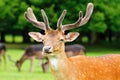 Fallow deer head Royalty Free Stock Photo