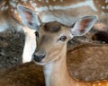 Fallow Deer Head Portrait Royalty Free Stock Photo