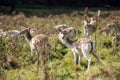 Fallow Deer Herd Royalty Free Stock Photo