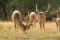 Fallow deer herd in a clearing Royalty Free Stock Photo