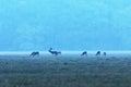 Fallow deer herd at dawn Royalty Free Stock Photo