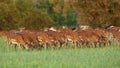 Fallow deer herd feeding on pasture in spring nature Royalty Free Stock Photo