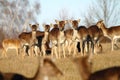 Fallow deer herd Royalty Free Stock Photo