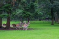 Fallow deer herd Royalty Free Stock Photo