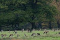 Fallow deer herd on the meadow Royalty Free Stock Photo