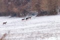 Fallow deer herd snow forest landscape Dama Dama Royalty Free Stock Photo