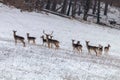 Fallow deer herd snow forest landscape Dama Dama Royalty Free Stock Photo