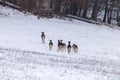 Fallow deer herd snow forest landscape Dama Dama Royalty Free Stock Photo