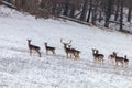 Fallow deer herd snow forest landscape Dama Dama Royalty Free Stock Photo