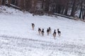 Fallow deer herd snow forest landscape Dama Dama Royalty Free Stock Photo