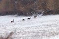 Fallow deer herd snow forest landscape Dama Dama Royalty Free Stock Photo