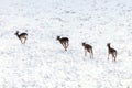 Fallow deer herd snow winter landscape Dama Dama Royalty Free Stock Photo