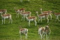 Fallow deer in the herd with spotted summer coat Royalty Free Stock Photo