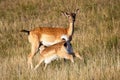 Fallow deer hind feeding fawn on on meadow in summer nature.