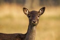 Fallow deer hind looking to the camera from close up in autumn Royalty Free Stock Photo