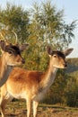 Fallow deer hind portrait Royalty Free Stock Photo