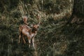 Fallow deer in Hukvaldy game reserve