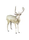 Fallow deer isolated Royalty Free Stock Photo