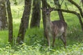 A fallow deer keeps a close eye on me from the bushes in a park near Vogelenzang, the Netherlands Royalty Free Stock Photo