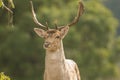 A close up of a fallow deer`s head Royalty Free Stock Photo